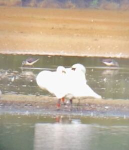 Greenshank, Holmethorpe SP (T Ledger).