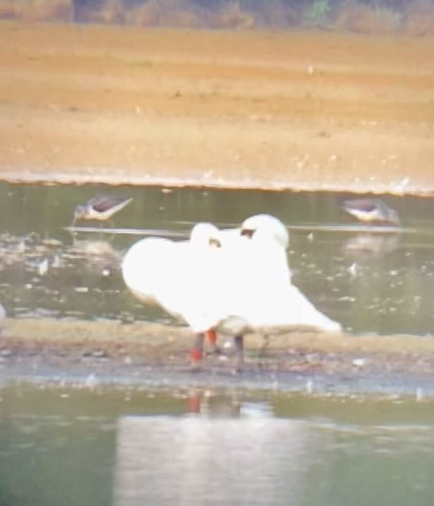 Greenshank, Holmethorpe SP (T Ledger).