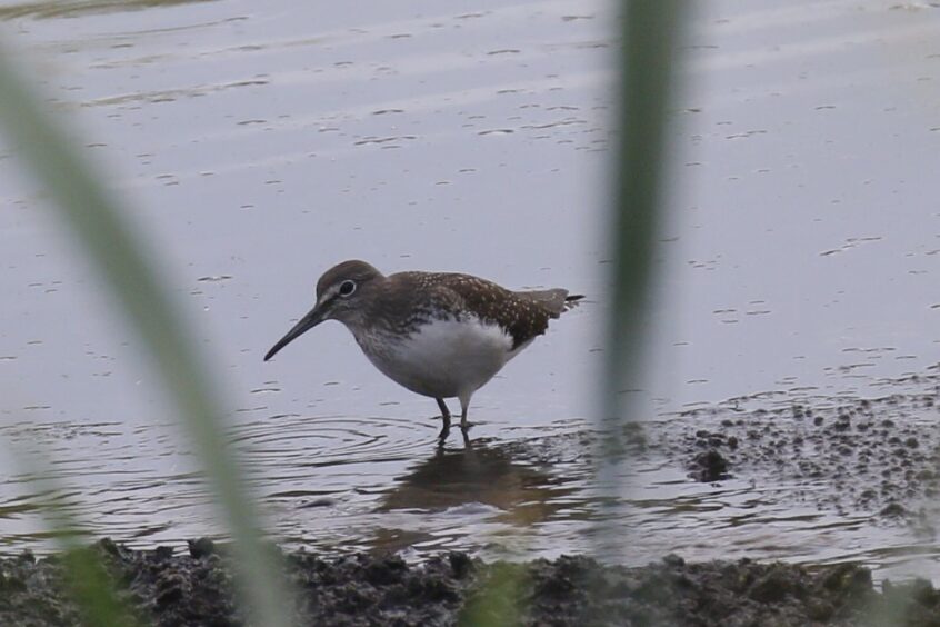 Green Sandpiper, Unstead SF (K Britten).