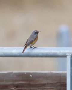 Redstart, Brook (D Brassington).