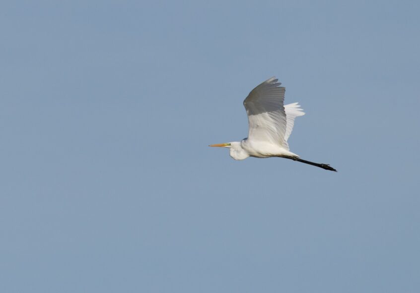 Great Egret, Thursley Common (D Brassington).