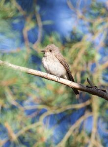 Spotted Flycatcher, Thursley Common (D Brassington).