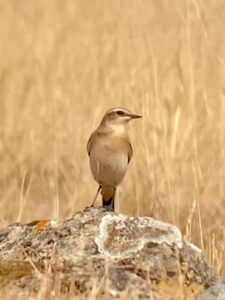 Wheatear, Holmethorpe SP (T Ledger).
