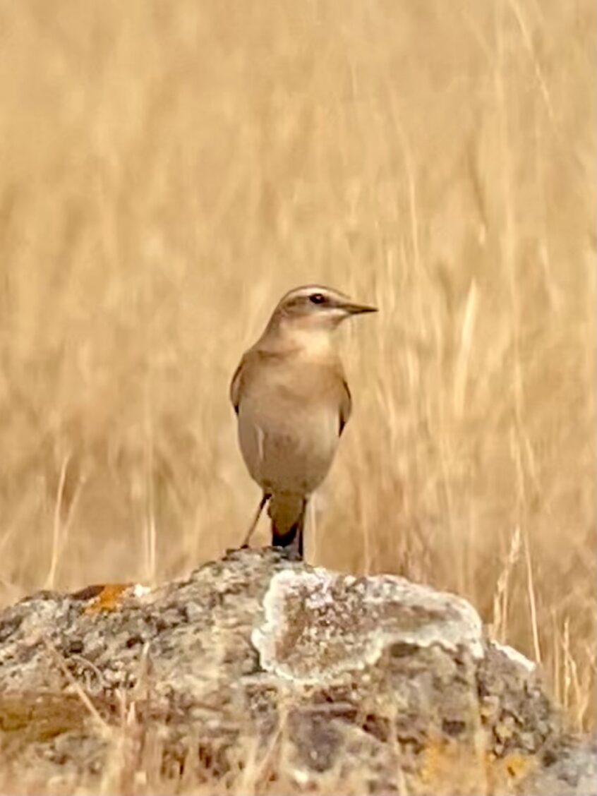 Wheatear, Holmethorpe SP (T Ledger).