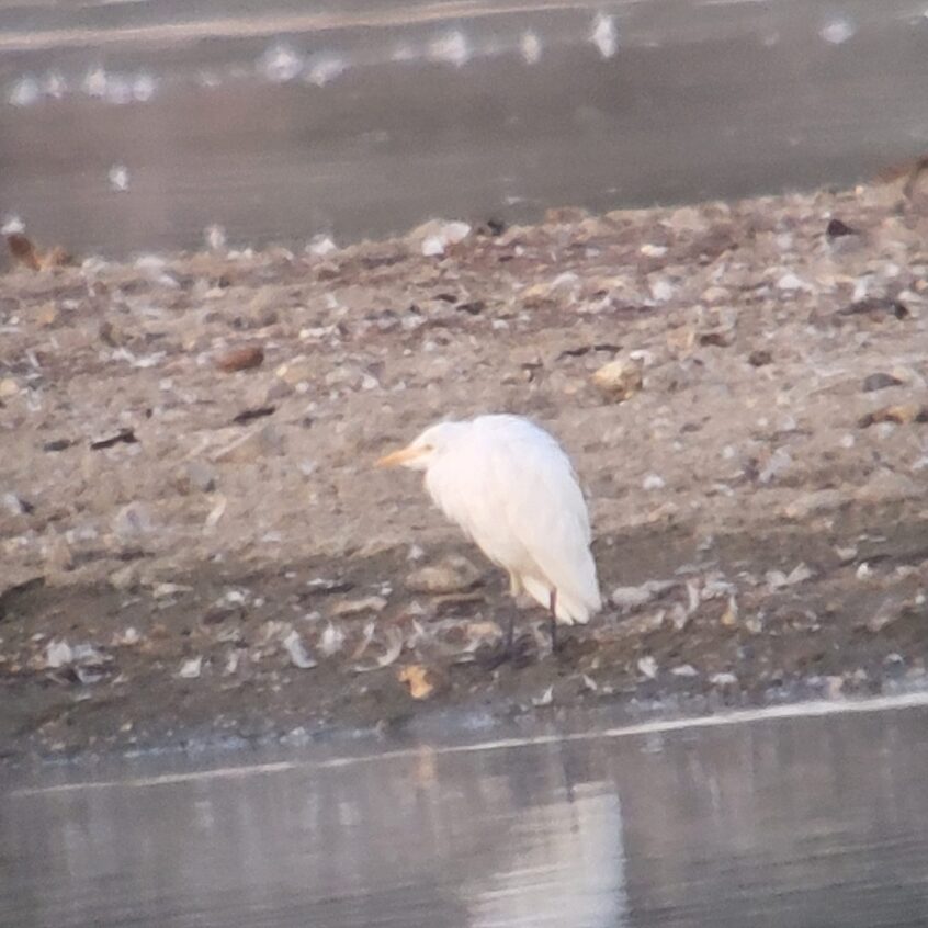 Cattle Egret, Tice's Meadow (K Duncan).