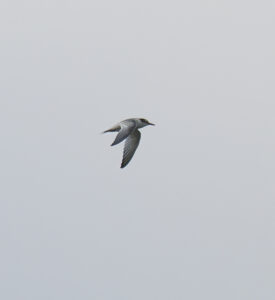 Little Tern, Frensham Great Pond (E Stubbs).