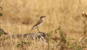 Wheatear, Holmethorpe SP (G Hay).