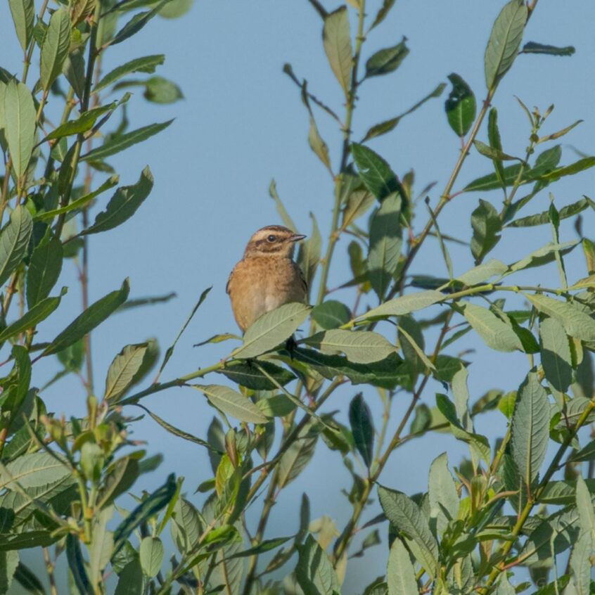 Whinchat, Unstead SF (J Parr).
