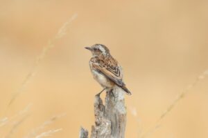 Whinchat, Burgh Heath (J Alexander).