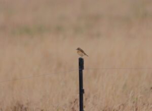 Whinchat, Shackleford (M Fincham).