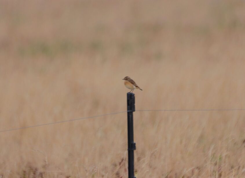 Whinchat, Shackleford (M Fincham).