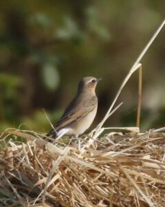 Wheatear, Unstead SF (B Britten).