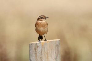 Whinchat, Unstead SF (R Fisher).