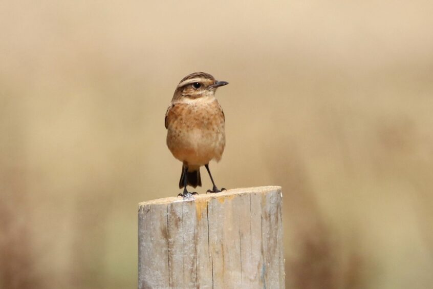 Whinchat, Unstead SF (R Fisher).