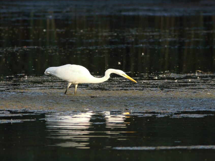 Great Egret, Molesey GP (D Harris).