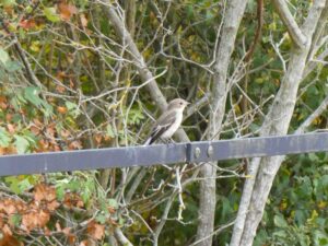 Pied Flycatcher, Richmond Park (J Reeves).