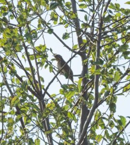 Wryneck, Beddington Farmlands (A Ramesh).