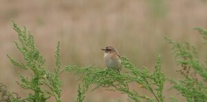 Whinchat, Pyrford (J Snell).