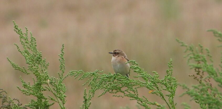 Whinchat, Pyrford (J Snell). Whinchat, Pyrford (J Snell).