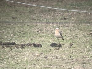 Wheatear, Ewhurst (R Stride).