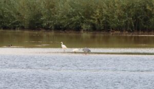 Great Egret, Holmethorpe SP (G Hay).