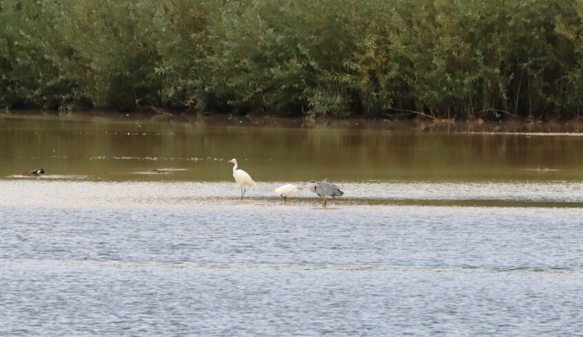 Great Egret, Holmethorpe SP (G Hay). Great Egret, Holmethorpe SP (G Hay).