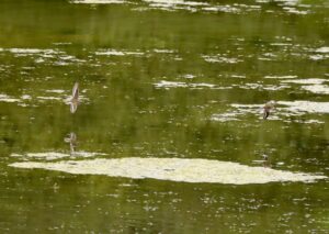 Common Sandpipers, Holmethorpe SP (G Hay).