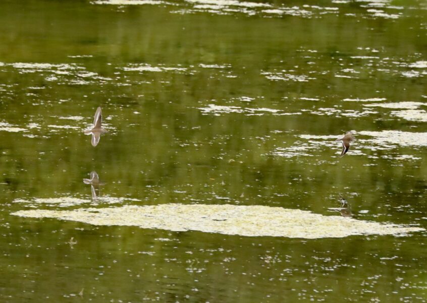 Common Sandpipers, Holmethorpe SP (G Hay). Common Sandpipers, Holmethorpe SP (G Hay).
