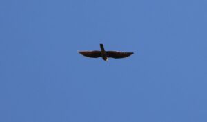 Merlin, Holmethorpe SP (G Hay).