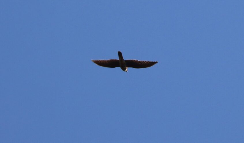 Merlin, Holmethorpe SP (G Hay). Merlin, Holmethorpe SP (G Hay).