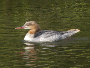 Goosander, Leatherhead (C Kemp).