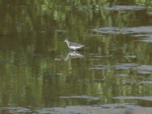 Green Sandpiper, Bookham Common (C Kemp).