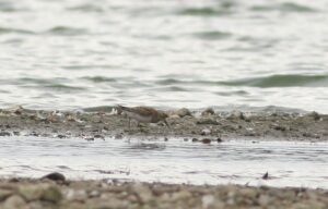 Pectoral Sandpiper, Walton Reservoirs (D Harris).