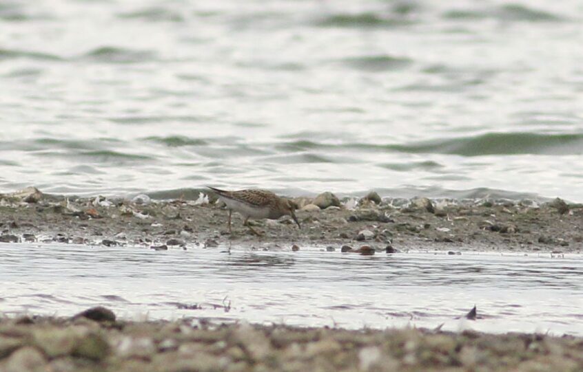 Pectoral Sandpiper, Walton Reservoirs (D Harris). Pectoral Sandpiper, Walton Reservoirs (D Harris).