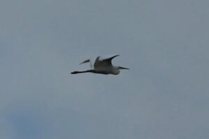 Great Egret, Capel (W Attridge).