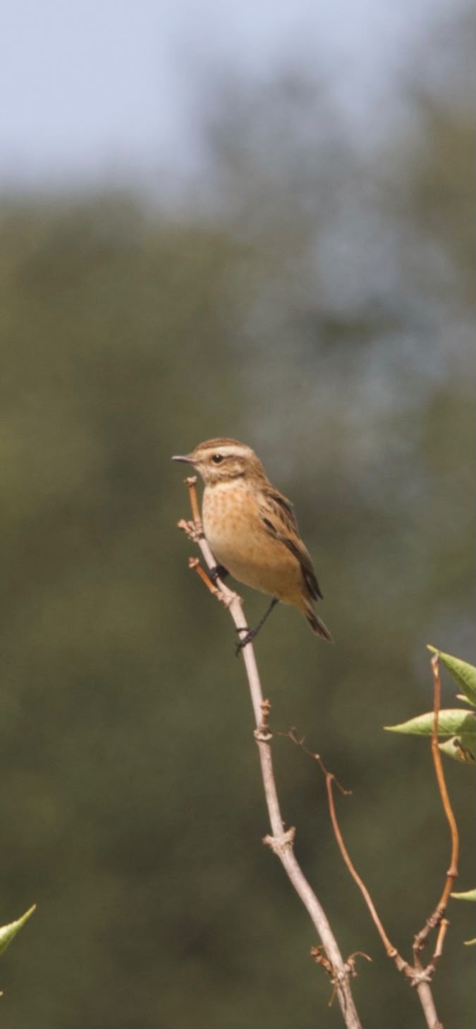 Whinchat, Wood Street Village (C Burchell). Whinchat, Wood Street Village (C Burchell).