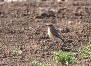 Wheatear, Stoke D'Abernon (J Snell).