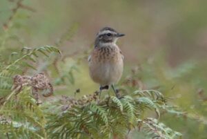 Whinchat, Richmond Park (M Read).