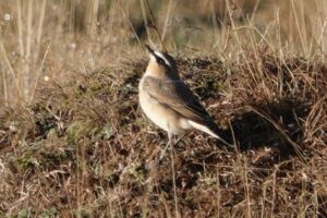Wheatear, Richmond Park (M Read).