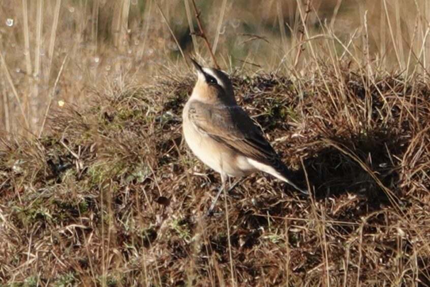 Wheatear, Richmond Park (M Read). Wheatear, Richmond Park (M Read).