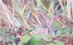 Wryneck, Beddington Farmlands (P Alfrey).