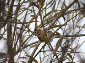 Brambling, Island Barn Reservoir (D Harris).