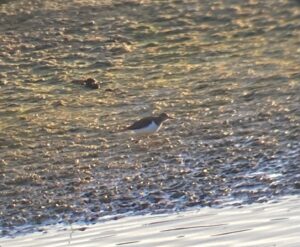 Common Sandpiper, Holmethorpe SP (T Ledger).