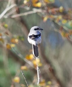 Great Grey Shrike, Thursley Common (D Brassington).