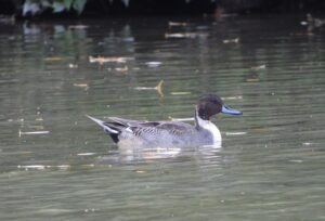 Pintail, Fetcham Mill Pond (J Snell).
