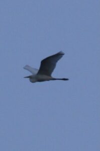 Great Egret, Unstead SF (K Britten).