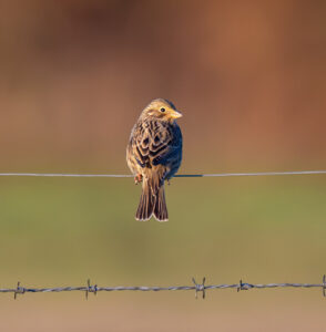 Corn Bunting, Peper Harow (E Stubbs).