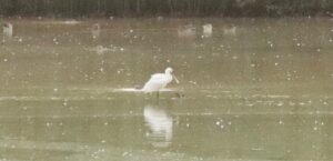 Spoonbill, Holmethorpe SP (G Hay).