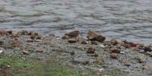 Jack Snipe, Holmethorpe SP (G Hay).