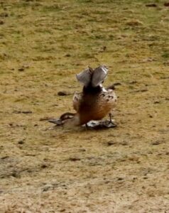 Garganey, Holmethorpe SP (G Hay).